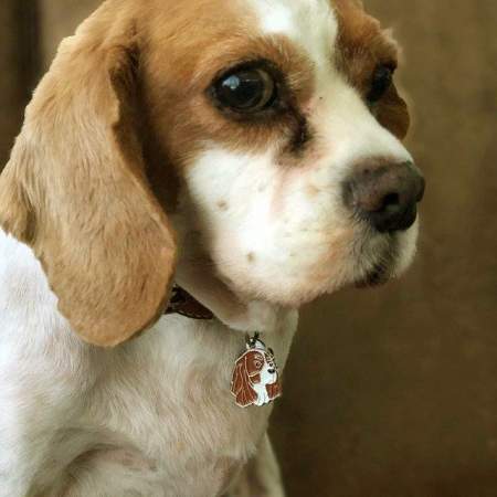 cavalier king charles spaniel puppy s1.jpg